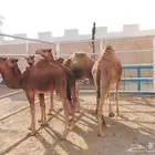 حشوان بلدي فل شحم