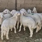 خرفان هرافي حرية