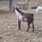 تيس ادهم اوشح مشروط