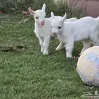 للبيع تيوس قزميات...