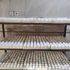 بيض بلدي للفقاسه وللمائده