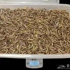 دود عتل سوبر ميل ورم حي