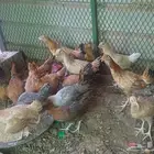 دجاج بلدي العمر 4شهور ونص الي 5 شهور الصحه ماشاء الله