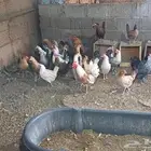 دجاج بلدي بيض العمر سنه الصحه شرط والحمدلله