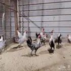 للبيع ديوك فيومي شبابي و المنيوم