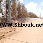 شبوك مزارع الرياض المجمعه تمير مبايض بوضا