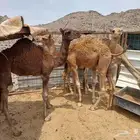 قعدان للبيع