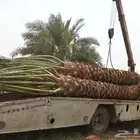 يوجد لدينا نخل للبيع