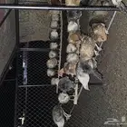 دجاج للبيع بلدي وفيومي