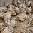سمان (فري) بياض بشقراء