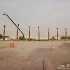 واشنطني نخيل زينه جميع المقاسات