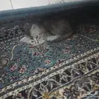 قطط للتبني شيرازي هملايا
