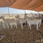 مكه عمق