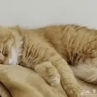 قطط للتبني