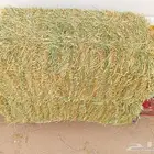 برسيم ھيبان