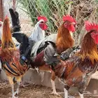 للبيع 15 ديك بشقراء