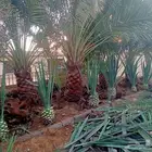 ازالة الاشجار وتكريب النخيل - قص الاشجار وصيانة الحدائق.