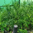 شتل جميع انواع الشجر درجه اولى