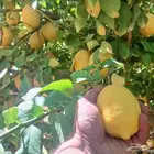 انتاج حمضيات للبيع
