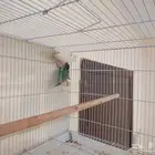 جوز روز
