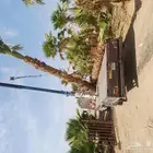 قلع وغرس وتوريد ونقل جميع انواع النخيل