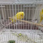 ذرة هولندي حجم جامبو عمر جوز سنتين ونص