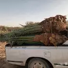 يوجد لدينا جميع انواع انخيل ج