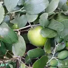 تطعيم السدر البلدي بسدر تفاحي
