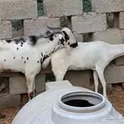 غنم للبيع