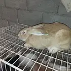 متوفر ذكور أرانب حجم كبير