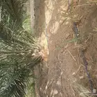 نخل للبيع نقايل
