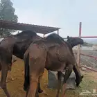 ابكار ضرايب رفيعة للبيع