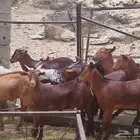 تيوس دهم مناسبات