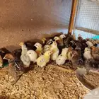 صوص دجاج بشقراء 500جوز