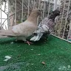 زاجل فراشة