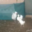 نوادر الطيور مشاء الله