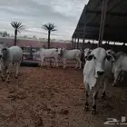 حسلان او عجول برازيلي