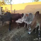 عجول بلدي فواخر