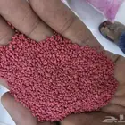 بضور برسيم كيس امريكي