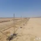 شبوك ونخيل ومضلات وهناقر