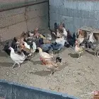 دجاج بلدي بيض و دجاج بلدي عمر شهرين ونص وبط بكيني لدبح كبير