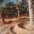 تنظيف وتكريب وتجوير المزارع بأسعار مناسبة