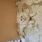 بسه شيرازي اليف نوعه ذكر للتبني