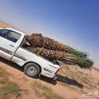 توريد جميع انواع النخل وتكريب جميع انواع النخل