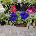 مشتل وتنسيق حدائق بالدمام