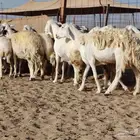 ما شاء الله وتبارك الله أعرض لكم غنم حريات دفيع ومضاريع