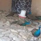 طاوس ذكور