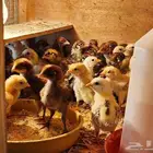للبيع صوص بلدي وفيومي جروم جامبو