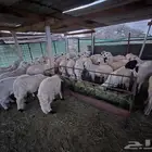 للبيع سواكن مربى بيض