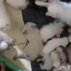 قطط للبيع نظيفه جدا لاحد يطلب تصوير اللي يبغا